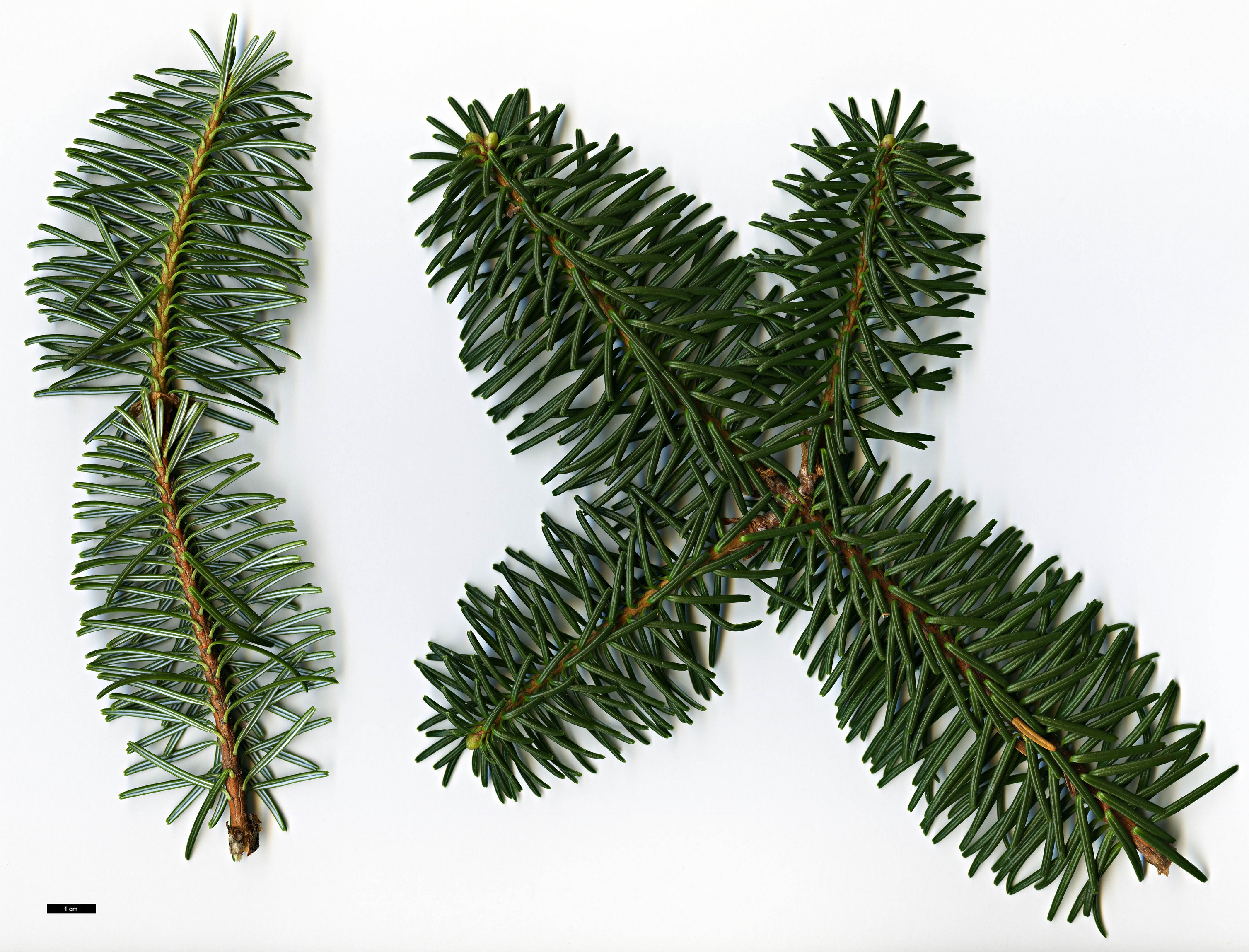 High resolution image: Family: Pinaceae - Genus: Abies - Taxon: delavayi - SpeciesSub: subsp. fansipanensis